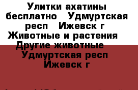 Улитки ахатины бесплатно - Удмуртская респ., Ижевск г. Животные и растения » Другие животные   . Удмуртская респ.,Ижевск г.